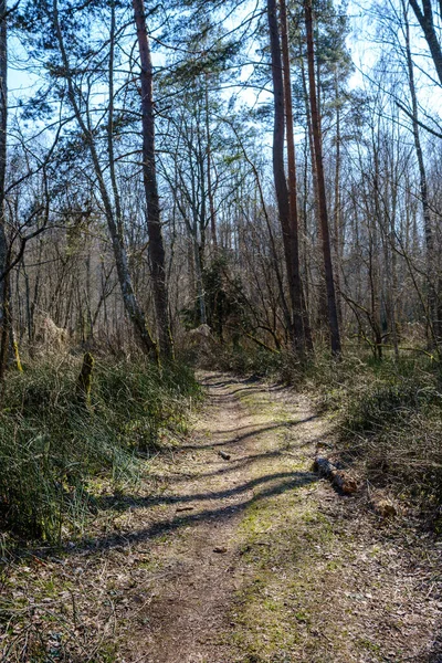 Enmpty Forest Yolu Nda Traktör Tekerlek Izleri Yeşil Doğa Var — Stok fotoğraf