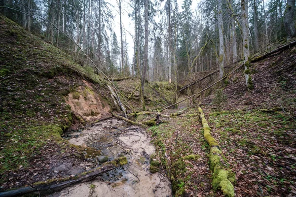 Leeres Flussbett Zeitigen Frühling Mit Schlammigem Wasser Und Nassem Grünen — Stockfoto