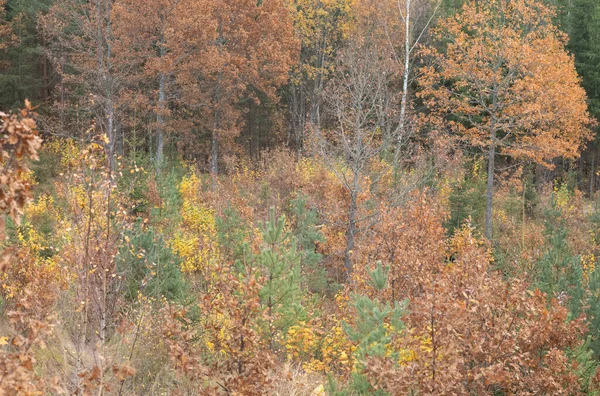 Золотисто Желтые Осенние Деревья Парке Солнечный День Листьями Земле Пейзаж — стоковое фото