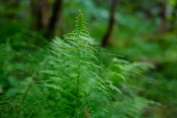 Fresh Green Summer Foliage Abstract Rain Wet Leaves — Stock Photo, Image