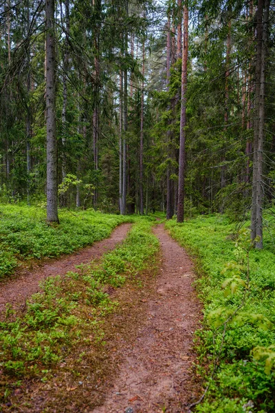 Route Forestière Enmpty Avec Des Marques Piste Pneus Voiture Tracteur — Photo