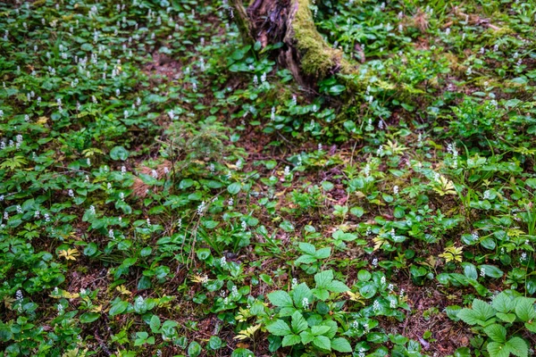 Färsk Grön Sommar Bladverk Abstrakt Efter Regnet Med Våta Blad — Stockfoto