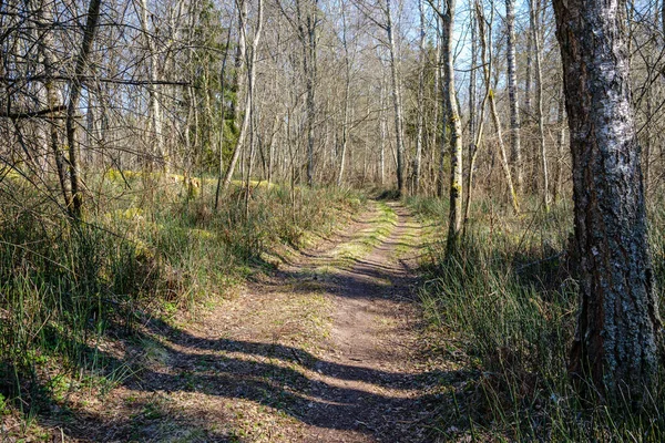 Strada Forestale Vuota Con Trattore Auto Pneumatici Segni Pista Natura — Foto Stock