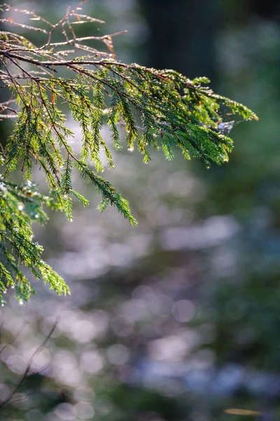 추상적 배경에 가문비나무 가지들 — 스톡 사진
