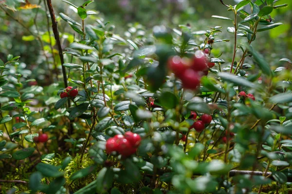 Sonbaharda Ormanda Yeşil Yosunlarda Kırmızı Yaban Mersini — Stok fotoğraf