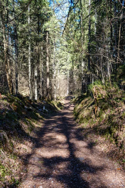 Enmpty Carretera Forestal Con Marcas Neumáticos Del Coche Tractor Naturaleza — Foto de Stock