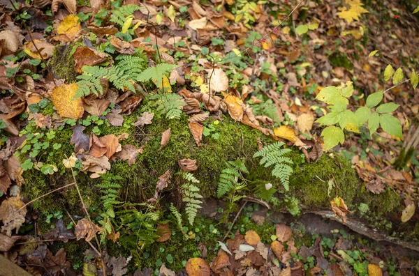 Goudgele Herfstbomen Het Park Zonnige Dag Met Bladeren Het Grondlandschap — Stockfoto