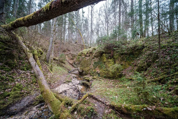 Leeres Flussbett Zeitigen Frühling Mit Schlammigem Wasser Und Nassem Grünen — Stockfoto