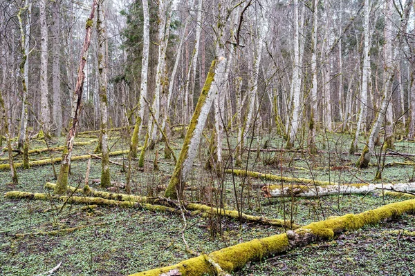 泥だらけの水と湿った緑の葉を持つ早春の空の川のベッド 葉のない広い角度の木 — ストック写真