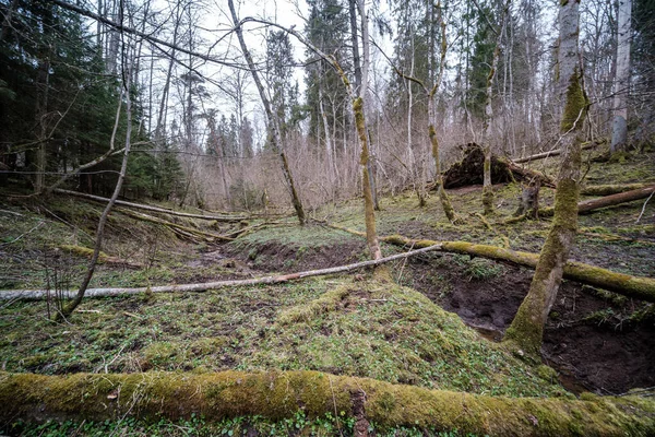 Üres Folyómeder Kora Tavasszal Sáros Vízzel Nedves Zöld Lombozattal Levelek — Stock Fotó