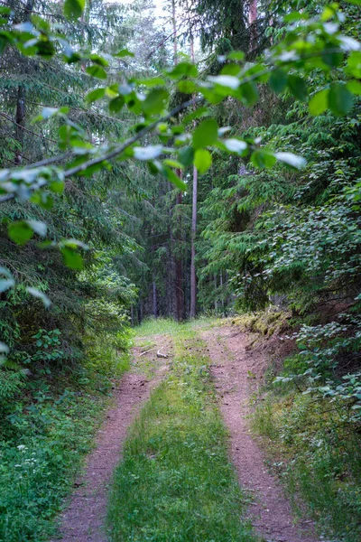 Route Forestière Enmpty Avec Des Marques Piste Pneus Voiture Tracteur — Photo