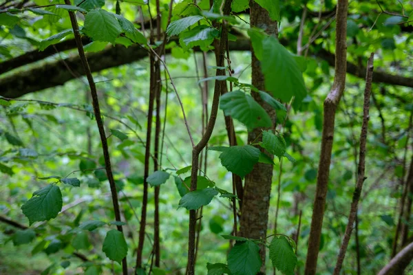 Folhas Verdes Frescas Verão Resumo Após Chuva Com Folhas Molhadas — Fotografia de Stock