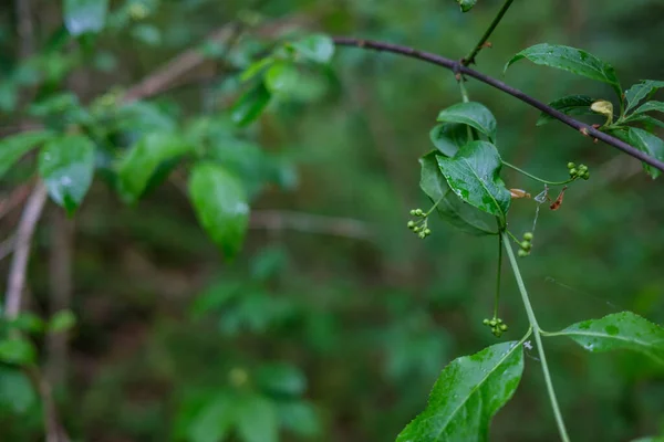 Świeże Zielone Letnie Liście Abstrakcyjne Deszczu Mokrymi Liśćmi — Zdjęcie stockowe