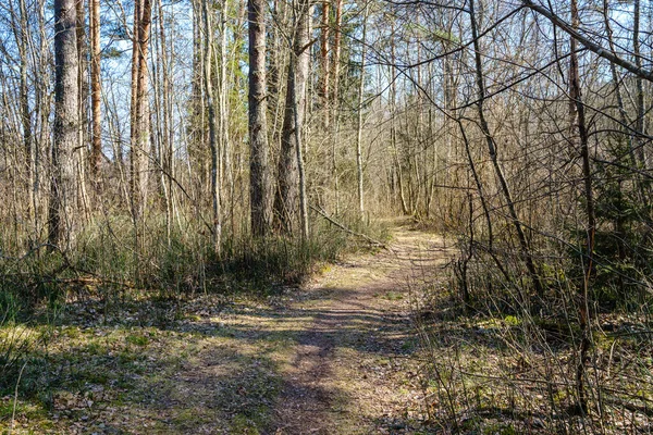 Enmpty Bos Weg Met Trekker Auto Band Spoor Merken Groene — Stockfoto