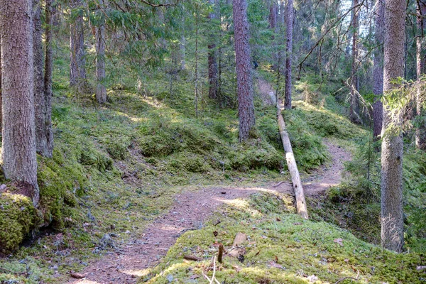 Enmpelter Waldweg Mit Traktorreifen Spuren Und Grüner Natur — Stockfoto