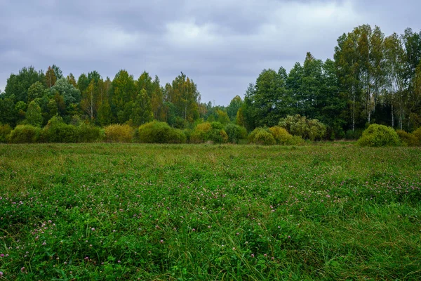 Fogliame Fresco Verde Estivo Astratto Dopo Pioggia Con Foglie Bagnate — Foto Stock