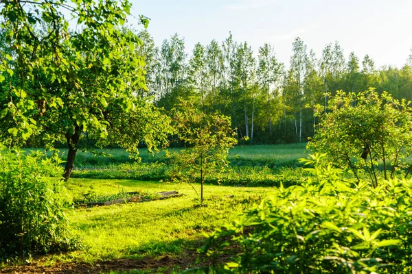 green summer garden scene in countryside with grass, trees and sunshine with flowers