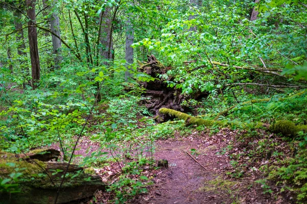 Feuillage Vert Frais Été Abstrait Après Pluie Avec Des Feuilles — Photo