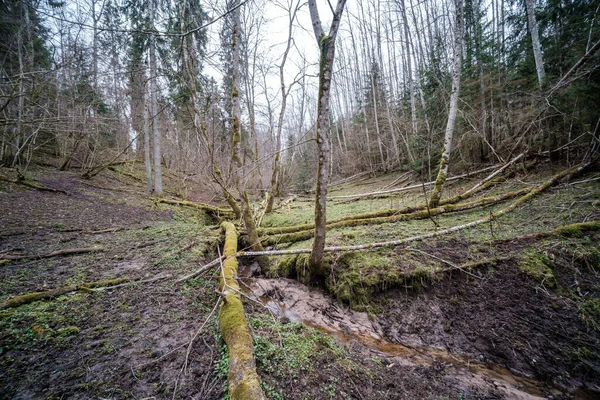 Leeres Flussbett Zeitigen Frühling Mit Schlammigem Wasser Und Nassem Grünen — Stockfoto