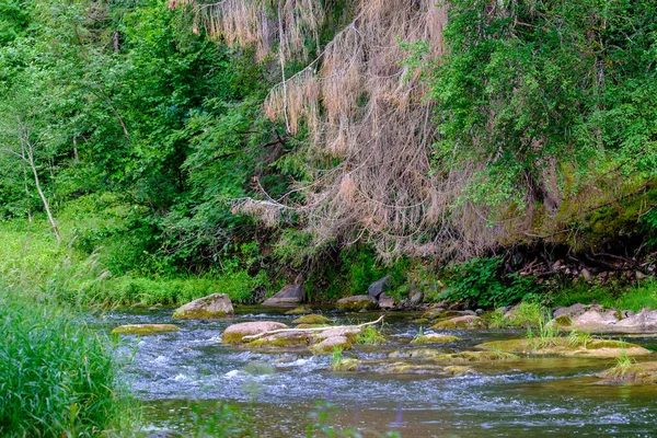 Sandsteinfelsen Fluss Amata Lettland Sommerwasserlauf Mit Hohem Pegel Und Grünem — Stockfoto