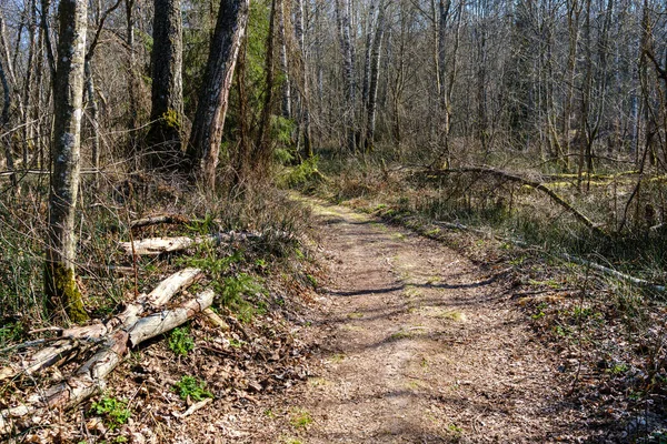 Enmpty Bos Weg Met Trekker Auto Band Spoor Merken Groene — Stockfoto