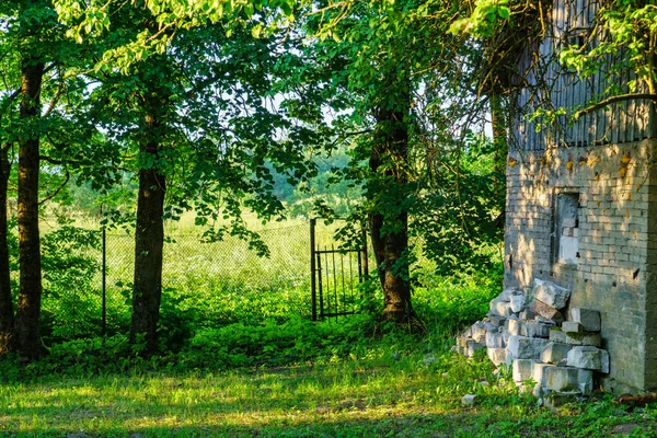Grön Sommarträdgård Landet Med Gräs Träd Och Solsken Med Blommor — Stockfoto
