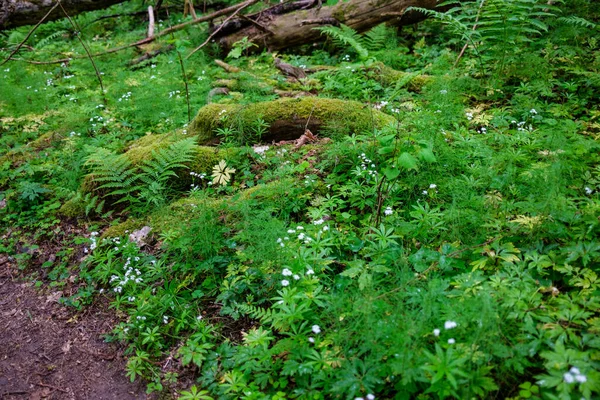 Taze Yeşil Yaz Yaprakları Yağmurdan Sonra Nemli Yapraklarla Soyutlanır — Stok fotoğraf