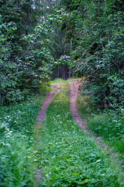 Enmpty Carretera Forestal Con Marcas Neumáticos Del Coche Tractor Naturaleza — Foto de Stock