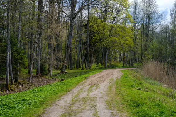 トラクターカータイヤの跡と緑の自然と空の森の道 — ストック写真