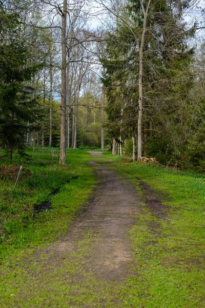 Enmpty Bos Weg Met Trekker Auto Band Spoor Merken Groene — Stockfoto