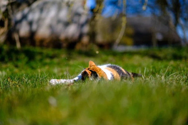 Tre Fargede Katter Som Ligger Plenen Sommeren Gjemmer Seg Grønt – stockfoto