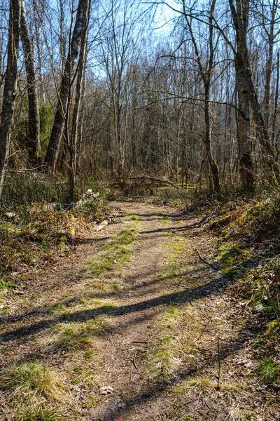 Estrada Florestal Enmpty Com Marcas Pista Pneu Carro Trator Natureza — Fotografia de Stock