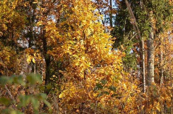 Arbres Automne Jaune Doré Dans Parc Par Temps Ensoleillé Avec — Photo