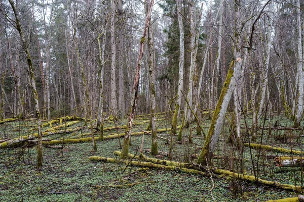 Empty River Bed Early Spring Muddy Water Wet Green Foliage — Stock Photo, Image