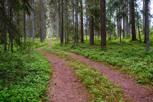 Enmpty Carretera Forestal Con Marcas Neumáticos Del Coche Tractor Naturaleza — Foto de Stock