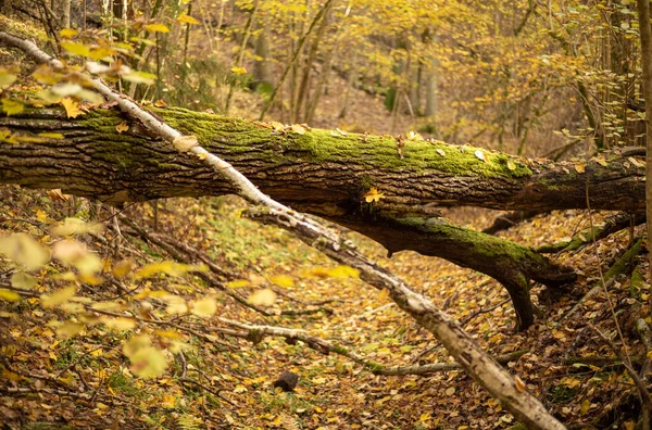 Arbres Automne Jaune Doré Dans Parc Par Temps Ensoleillé Avec — Photo