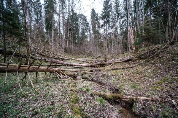 Puste Koryto Rzeki Wczesną Wiosną Błotnistą Wodą Mokrymi Zielonymi Liśćmi — Zdjęcie stockowe