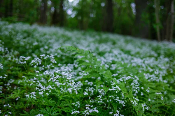 Fogliame Fresco Verde Estivo Astratto Dopo Pioggia Con Foglie Bagnate — Foto Stock