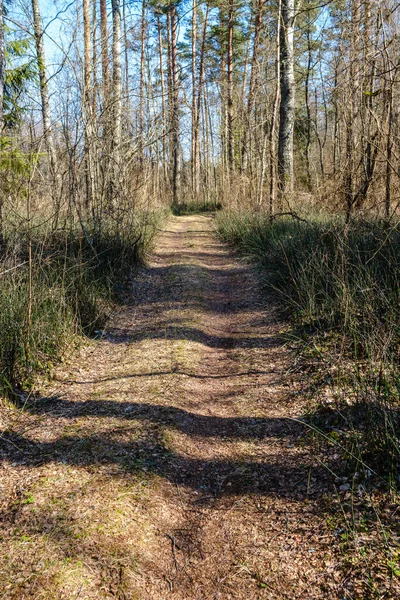 Enmpty Forest Yolu Nda Traktör Tekerlek Izleri Yeşil Doğa Var — Stok fotoğraf