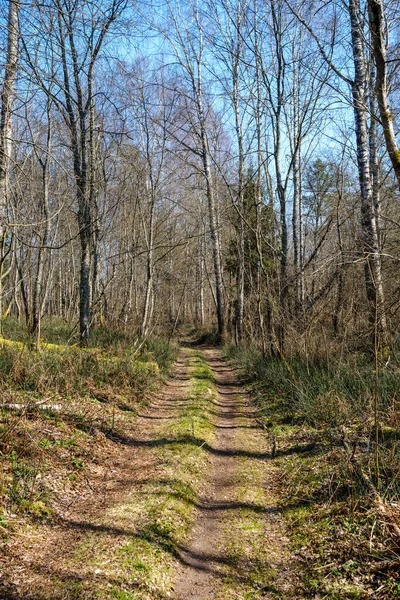 Enmpty Carretera Forestal Con Marcas Neumáticos Del Coche Tractor Naturaleza —  Fotos de Stock