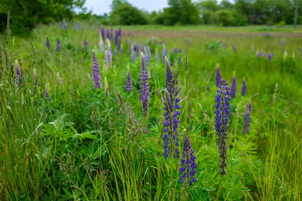 Farbige Sommerblumen Mit Unscharfem Hintergrund Warme Farben — Stockfoto