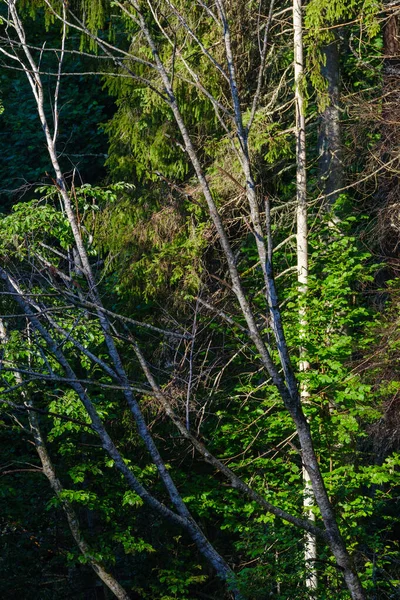 Rami Abete Rosso Sfondo Sfocato Nella Foresta Estiva Astratto — Foto Stock