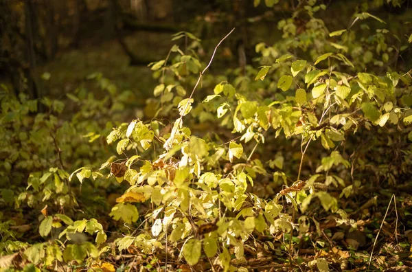 Χρυσά Κίτρινα Φθινοπωρινά Δέντρα Στο Πάρκο Ηλιόλουστη Μέρα Φύλλα Στο — Φωτογραφία Αρχείου