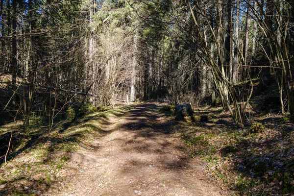 Enmpty Bos Weg Met Trekker Auto Band Spoor Merken Groene — Stockfoto