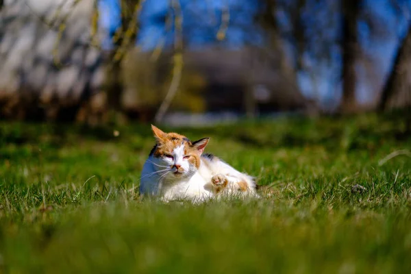 Tre Gatti Colorati Sdraiati Sul Prato Nella Soleggiata Giornata Estiva — Foto Stock