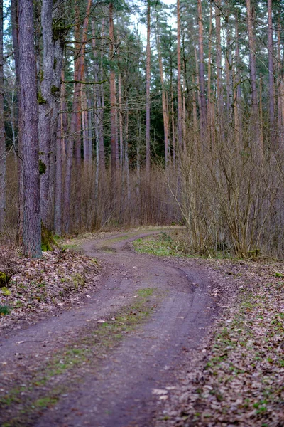 Enmpty Forest Yolu Nda Traktör Tekerlek Izleri Yeşil Doğa Var — Stok fotoğraf