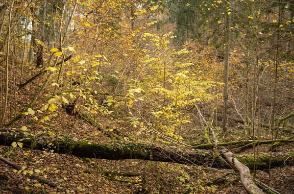 Árvores Outono Amarelo Dourado Parque Dia Ensolarado Com Folhas Paisagem — Fotografia de Stock