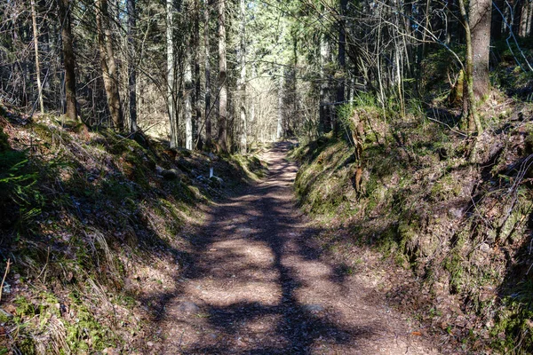 Enmpty Forest Yolu Nda Traktör Tekerlek Izleri Yeşil Doğa Var — Stok fotoğraf