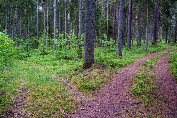 Порожня Лісова Дорога Дорожніми Знаками Тракторних Шин Зеленою Природою Навколо — стокове фото