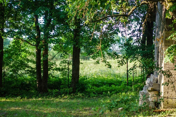 Feuillage Vert Frais Été Abstrait Après Pluie Avec Des Feuilles — Photo